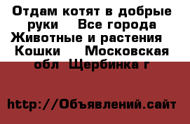 Отдам котят в добрые руки. - Все города Животные и растения » Кошки   . Московская обл.,Щербинка г.